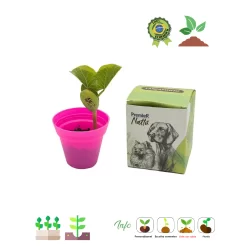 Kit Ecobox Semente magica 05
